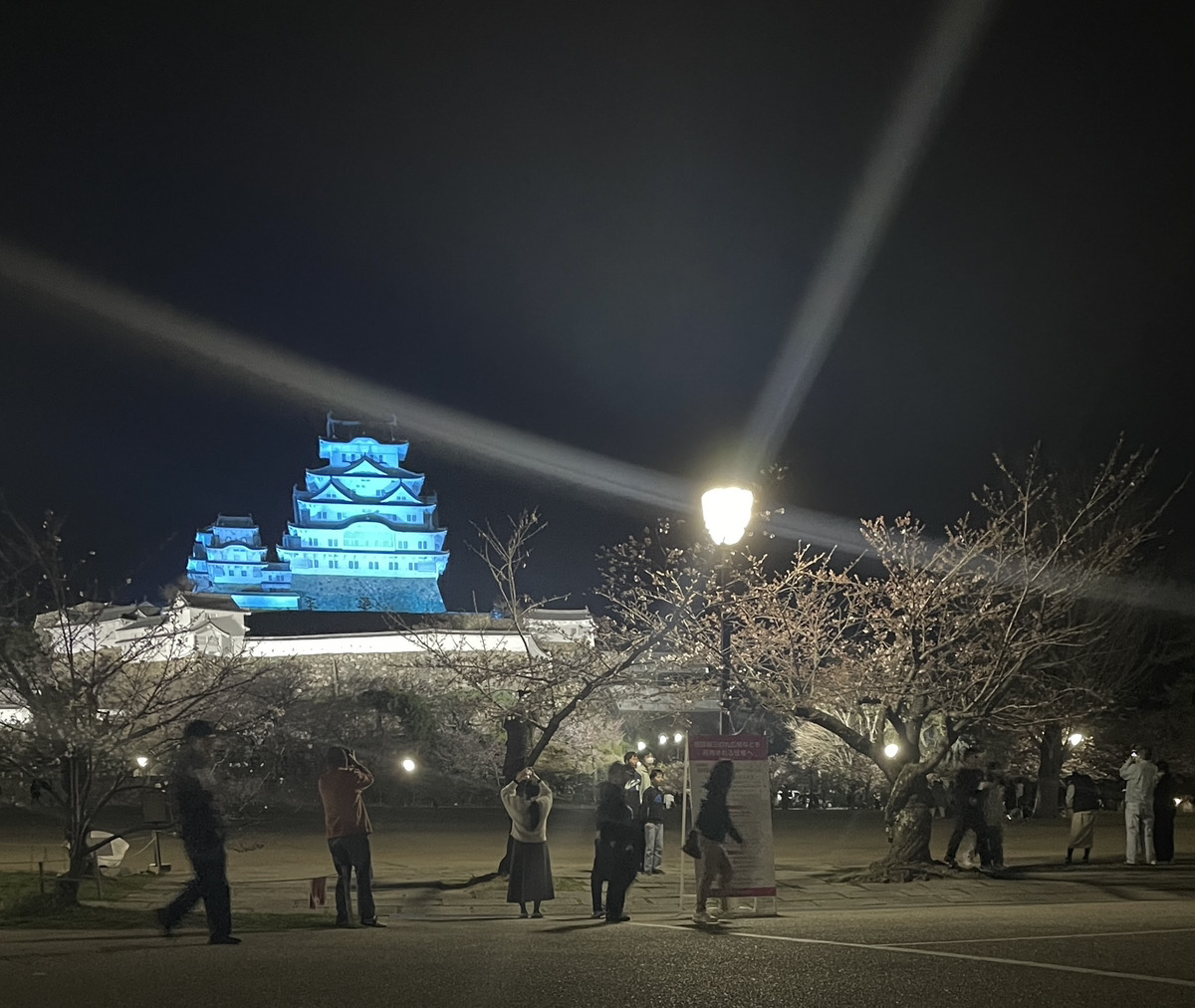 姫路城で夜桜